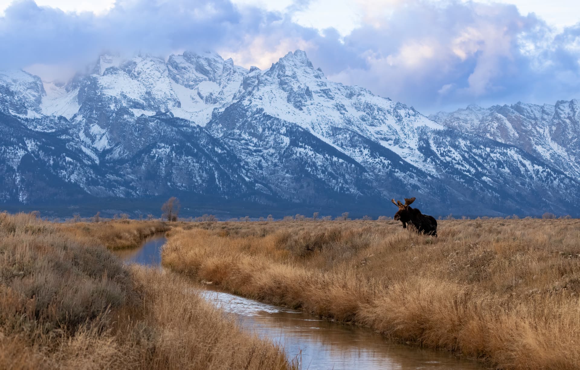 Moose in mountain landscape