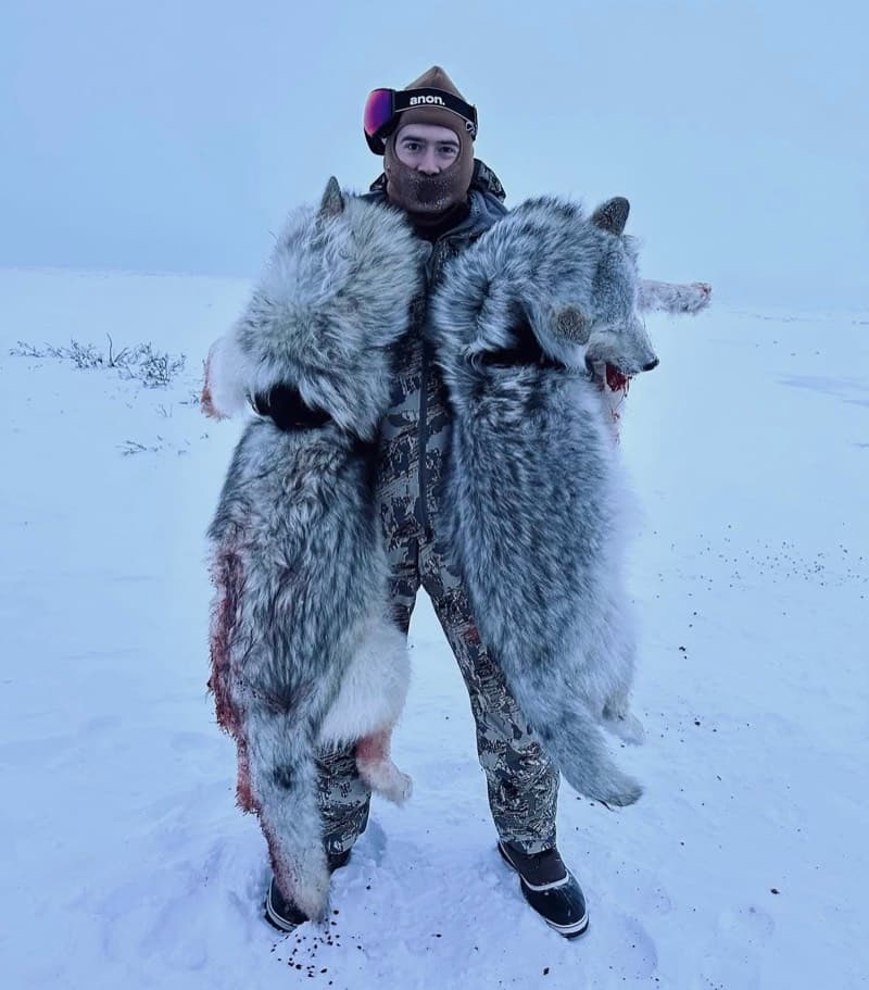 Wolf hunting in the snow