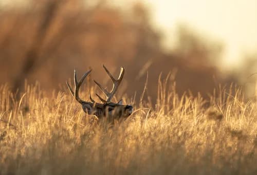 The Complete Whitetail Deer Hunting Gear List: What You Actually Need